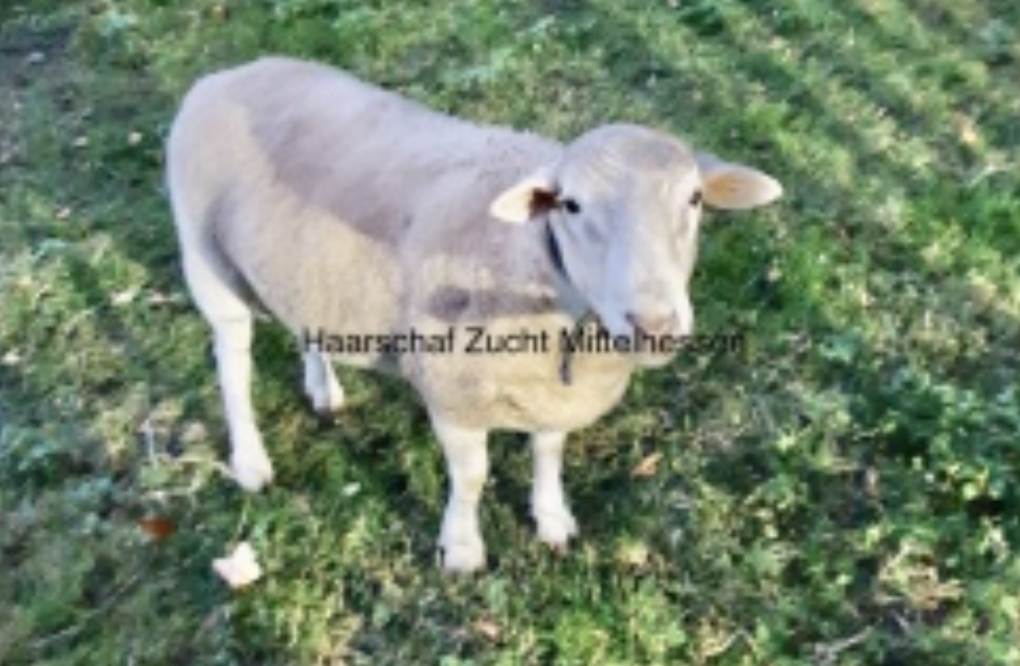 Deckbock EasyCare Haarschaf Zucht Mittelhessen